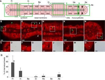 Microplastic particles are phagocytosed in gill cells of deep-sea and coastal mussels